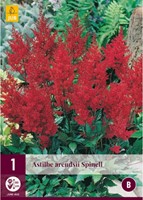Astilbe Rood - Stilbe arendsii Spinel-2