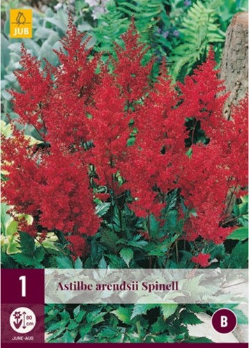 Astilbe Rood - Stilbe arendsii Spinel-2