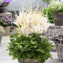 Spiraea Astilbe Wit - Astilbe japonica Washington