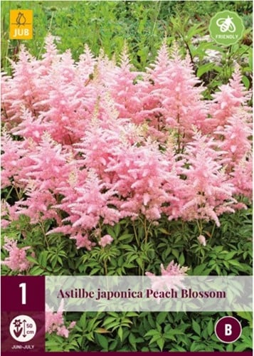 Astilbe japonica Peach Blossom