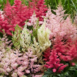 Astilbe Mix