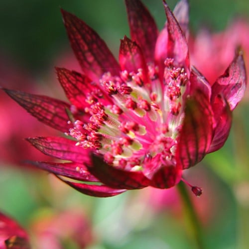 Astranzia maggiore Lars - Astrantia Major Lars