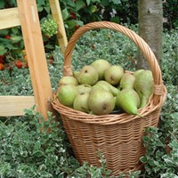 Cesto per raccolta ciliegie/prugne originale olandese (Plukhoenderik)