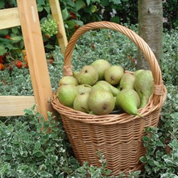 Cesto per raccolta ciliegie/prugne originale olandese (Plukhoenderik)