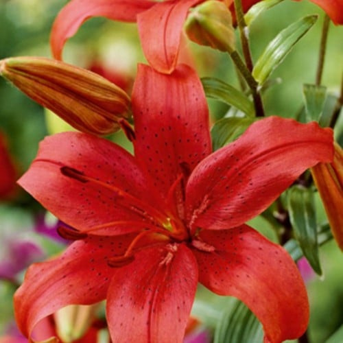 Giglio asiatico rosso - Lilium
