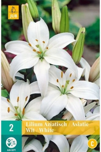 Giglio asiatico Bianco - Lilium