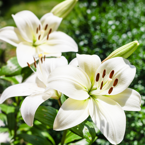 Giglio bianco Kent - Lilium Asiaticum