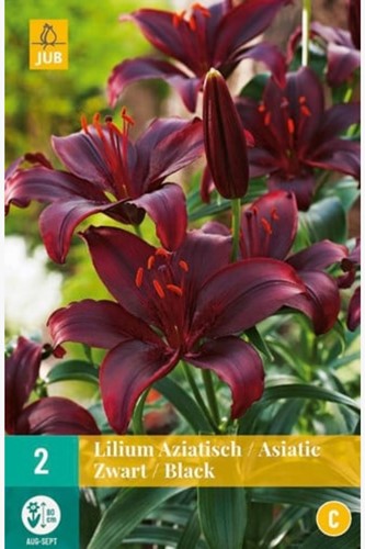 Giglio Nero - Lilium