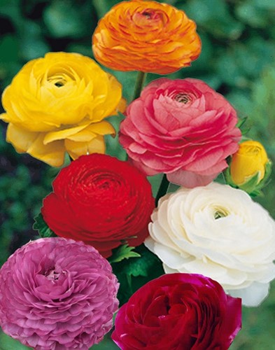 Mix Ranuncolo assortito (Ranunculus) - 40 Bulbi