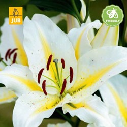 Lilium Baferrari - Lelie