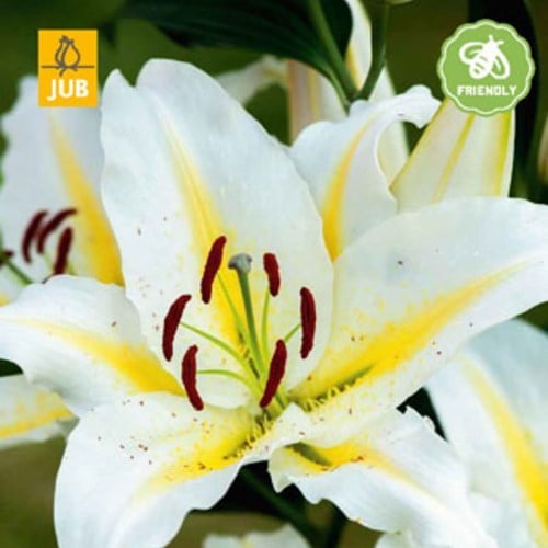 Lilium Baferrari - Giglio