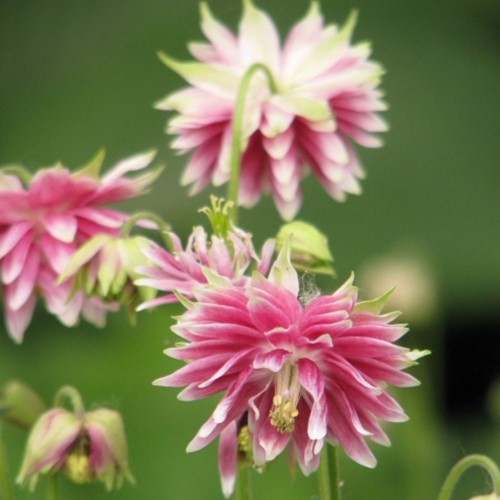 Aquilegia Barlow Pink