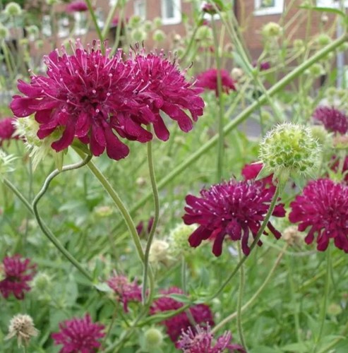 Beemdkroon - Knautia macedonica