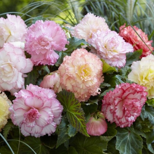 Begonia Doppia Samba