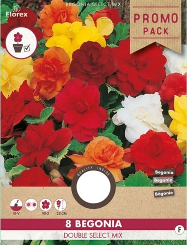 Begonia Doppio Misto