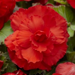 Bulbi Begonia Grandiflora 5 Pezzi - Fioritura Garantita Produttori Olandesi