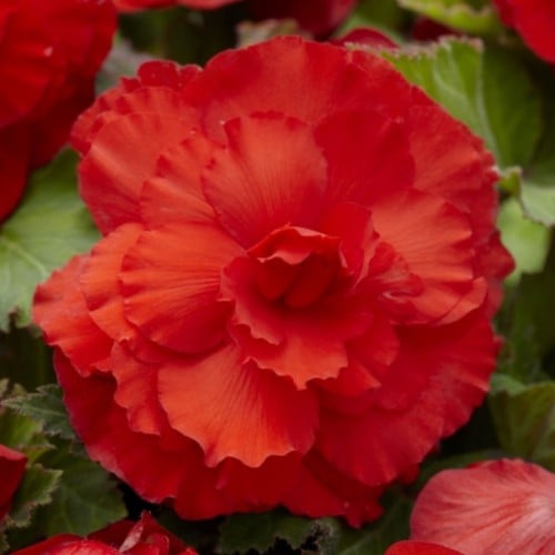 Begonia F1 Superba Rossa - Begonia a doppio fiore