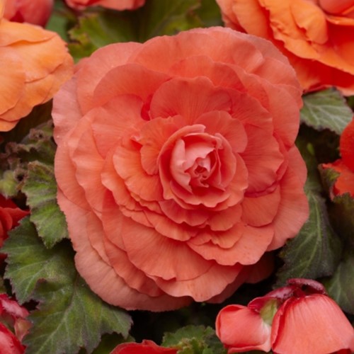 Begonia F1 Superba Salmone - Begonia a doppio fiore