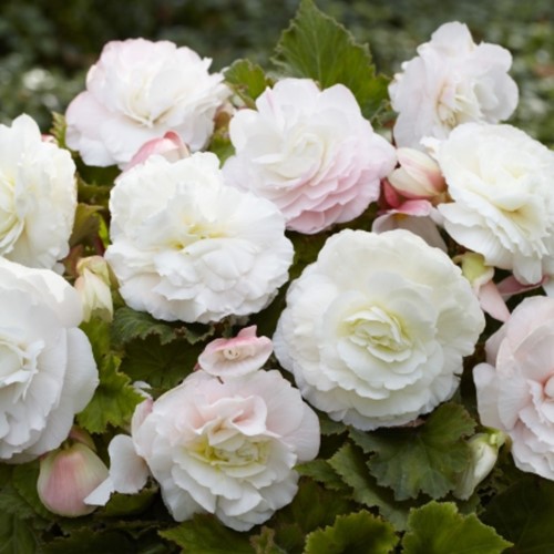 Begonia F1 Superba Bianca - Begonia doppio fiore