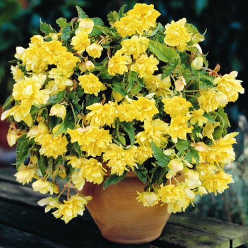 Begonia Pendula Giallo