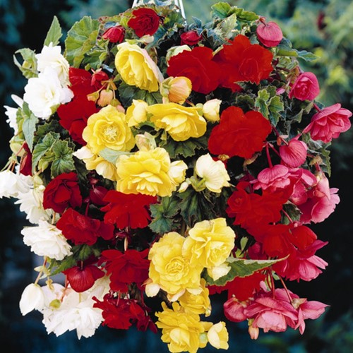 Begonia Pendula Misto