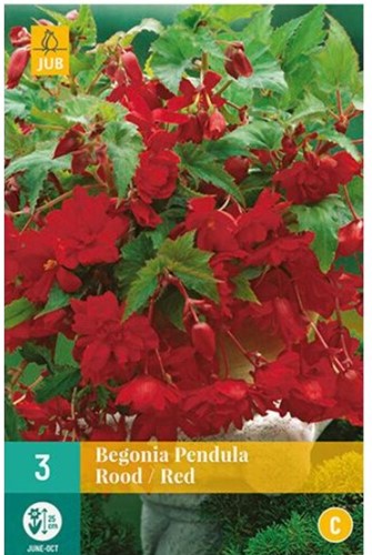 Begonia Pendula Rossa
