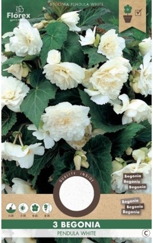 Begonia Pendula Bianco