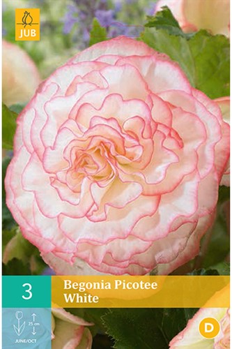 Begonia odorata White Picotee