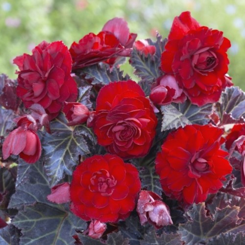 Begonia Switzerland - Begonia a foglie scure