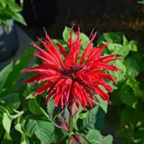 La Monarda Cambridge Scarlet (Confezione di 6)