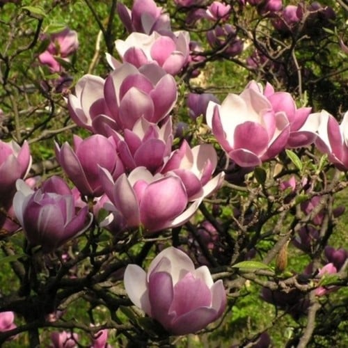 Magnolia Soulangeana, magnolia a fiori rosa