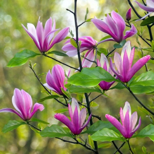 Magnolia Susan, magnolia a fiori viola