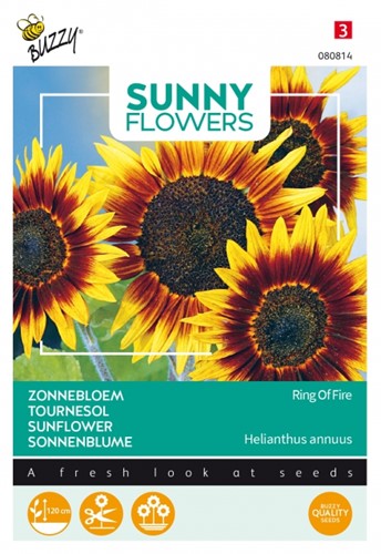 Girasoli Ring Of Fire -  Helianthus