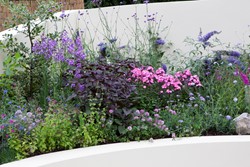 Tuinborder Vlinder en Bijen Modeste Herwig (60 planten)