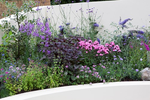 Tuinborder Vlinder en Bijen Modeste Herwig (60 planten)