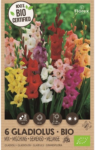 Bulbi biologici: assortimento di gladioli