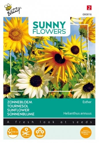 Girasole Esther - Sunny Flowers