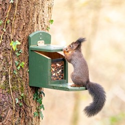Mangiatoia per scoiattoli Tofino