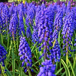Muscari armeniacum - Giacinto a grappolo  (confezione grande)