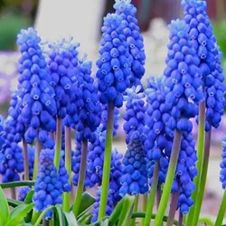 Muscari Armeniacum - Giacinto a grappolo (Confezione XL)