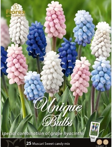 Super Mix di Muscari