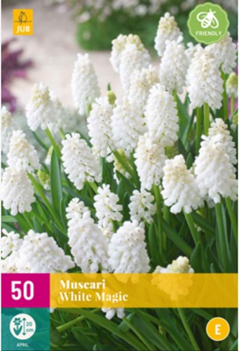 Giacinto a grappolo White Magic – Muscari (Confezione XL)