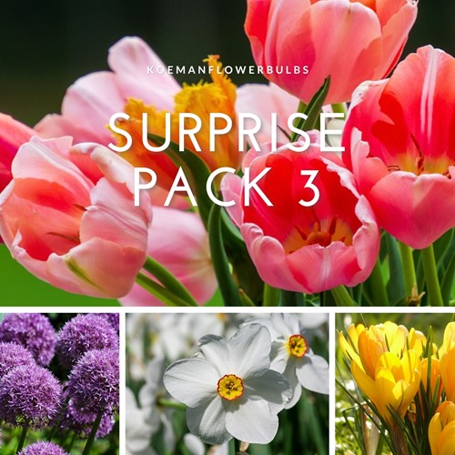 Assortimento bulbi da fiore 'Surprise #3'
