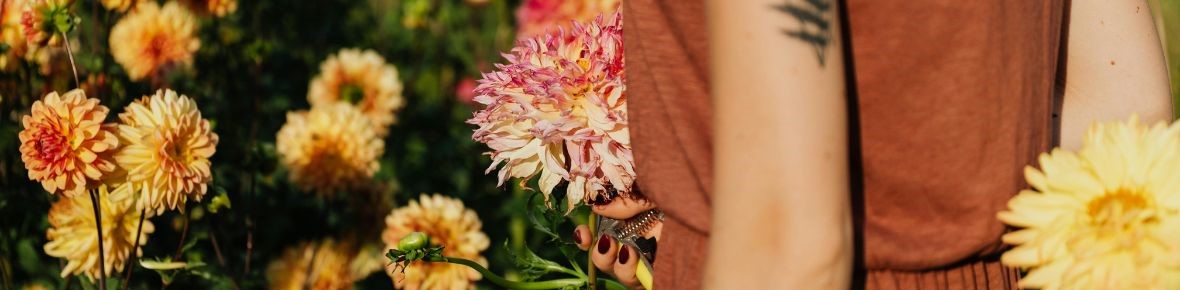 Bulbi di dalia – tra le più belle fioriture estive