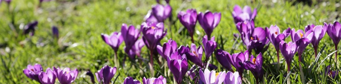 Quali bulbi da fiore sono adatti al prato? Ecco cosa sapere