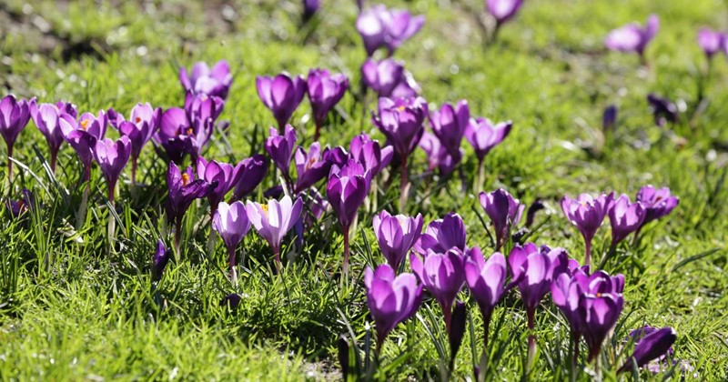 Quali bulbi da fiore sono adatti al prato? Ecco cosa sapere