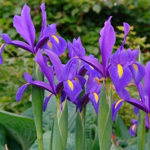 Iris Hollandica Blue Magic - Giaggiolo