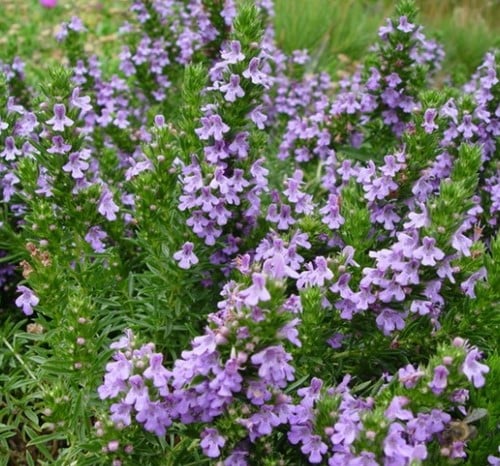 Santoreggia (pianta da contenitore) (Satureja montana)