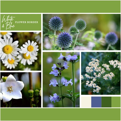 Aiuola Bianco e Blue pronto a l'uso 9 piante (1.5 m²)