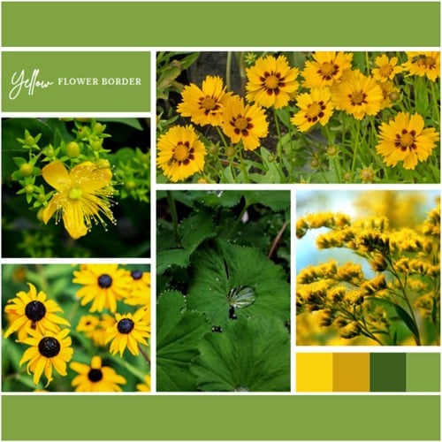 Aiuola Giallo pronto a l'uso 6 piante (1 m²)